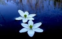 pic for Water Lilies 